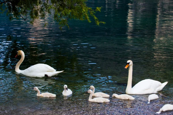 Swan met kuikens — Stockfoto