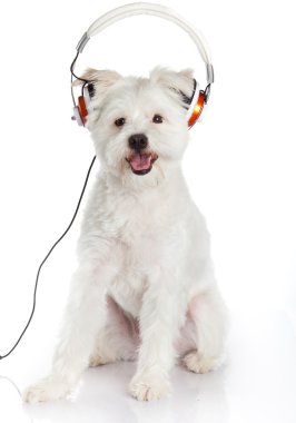 kulaklık ile beyaz bir köpek