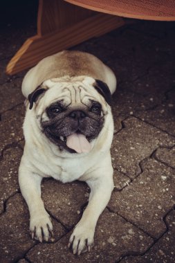 Pug köpek
