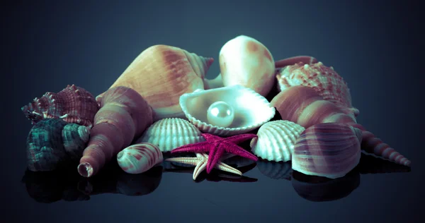 Sea shells — Stock Photo, Image