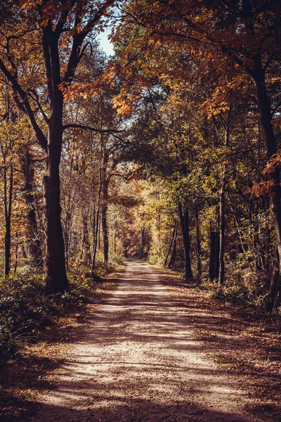 Laan van bomen — Stockfoto