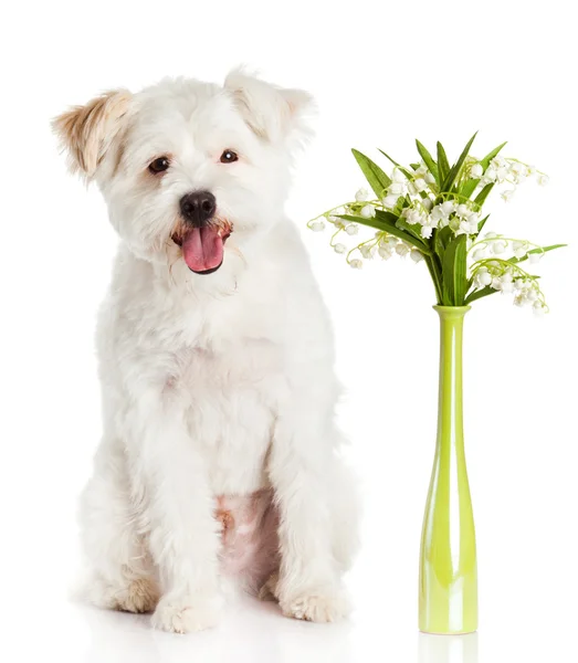 Hund med blommor — Stockfoto