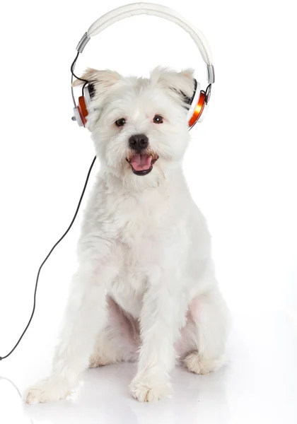 ヘッドフォンと白い犬 — ストック写真