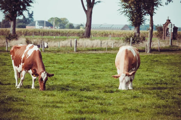 Vacas no prado com grama verde — Fotografia de Stock