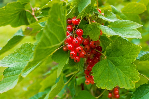 Redcurrant berry fruits and leaf — Stock Photo, Image
