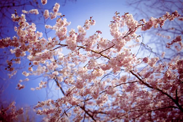 Sakura flowers. — Stock Photo, Image