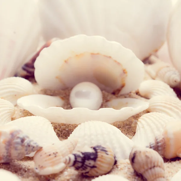 Shell en la playa — Foto de Stock