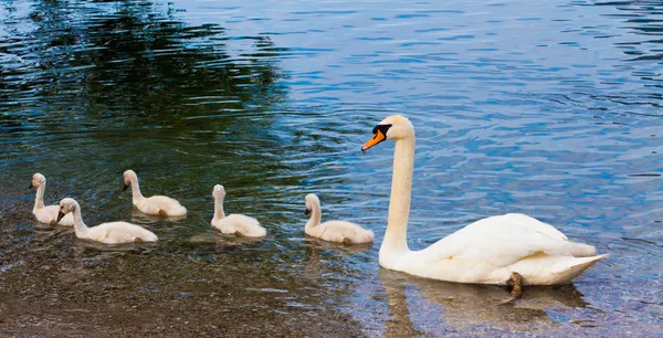 Swan with chicks — Stock Photo, Image