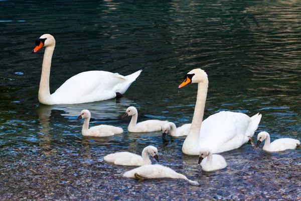 Swan with chicks — Stock Photo, Image