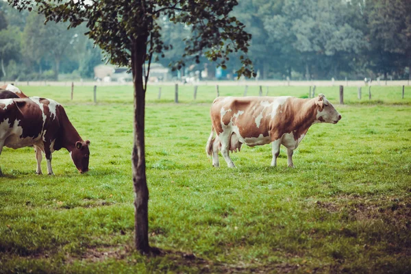 Krávy na louce — Stock fotografie