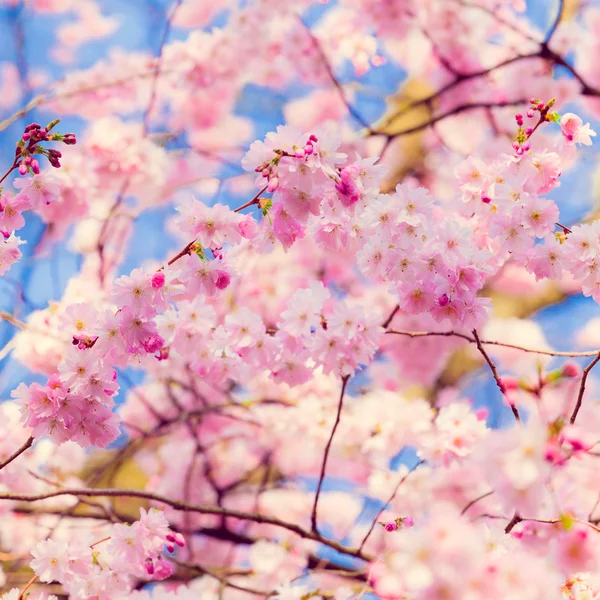 Sakura flores — Foto de Stock