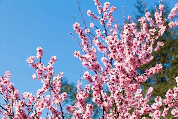 Sakura virágokat — Stock Fotó