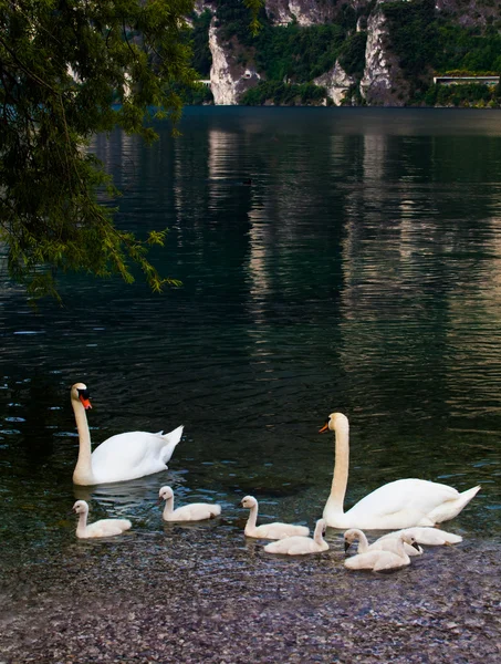 Swan with chicks. Mute swan family.  Beautiful young swans in la — Stock Photo, Image