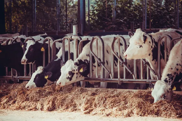 Koeien op een boerderij. Melkkoeien op een boerderij. — Stockfoto