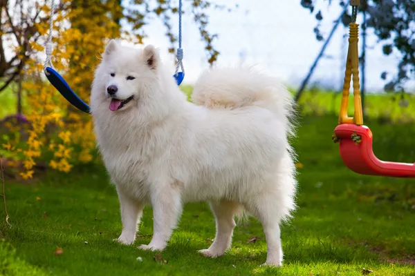 Samojed pes — Stock fotografie