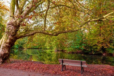 Sonbahar, sonbahar manzara. ağaç renkli yaprakları ile