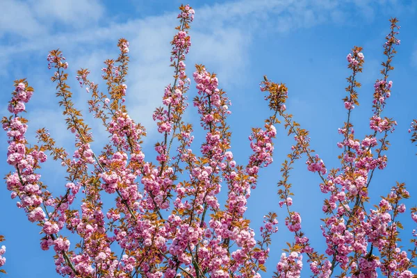 Sakura Virágok Nyílnak Gyönyörű Rózsaszín Cseresznyevirág — Stock Fotó