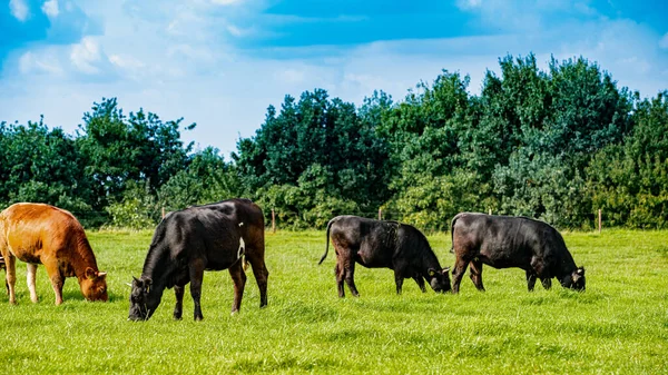 농장에서 기르고 여름의 들판에 젖소들 — 스톡 사진