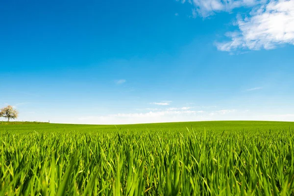 Campo Hierba Fresca Verde Bajo Cielo Azul — Foto de Stock