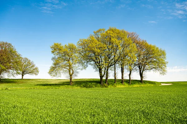 Árvore Verde Grama Verde Encosta Com Nuvens Brancas Céu Azul — Fotografia de Stock