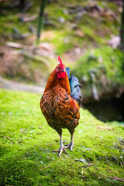 Gallo Salvaje Colores Brillantes Retrato Gallo — Foto de Stock