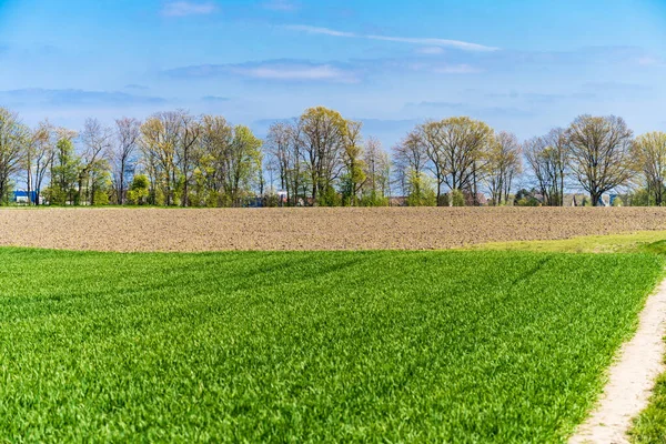 Campo Agricultores Verdes Paisaje Rural — Foto de Stock