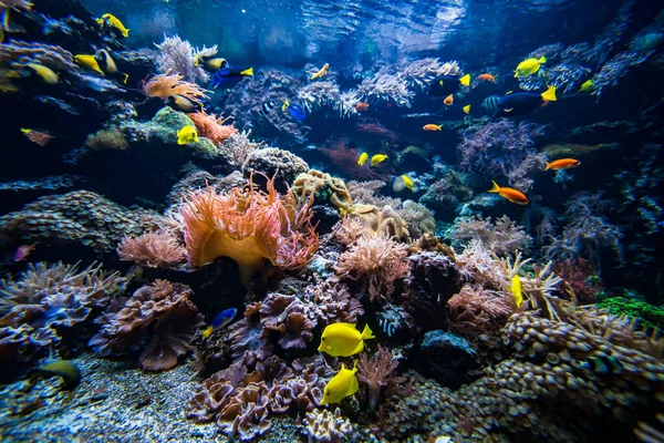 Underwater View Coral Reef — Stock Photo, Image