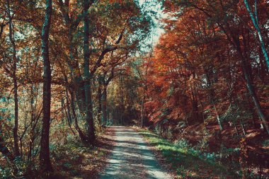 orman yolu