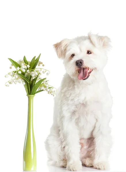 Cão com flores — Fotografia de Stock