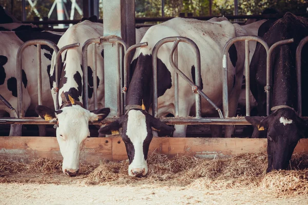 Vacas em uma fazenda — Fotografia de Stock