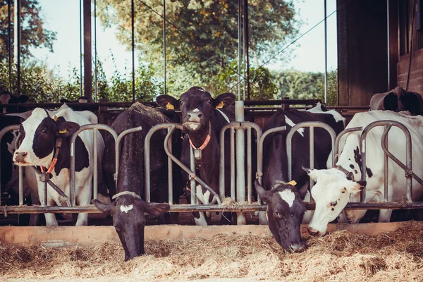 Vacas em uma fazenda — Fotografia de Stock