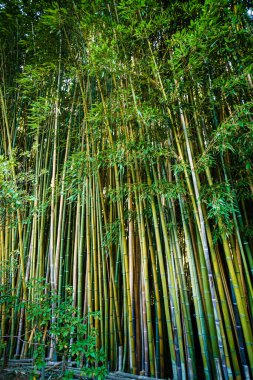 Asya Bambu Ormanı, doğal arka plan 