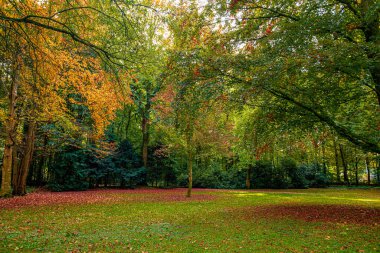 Sonbahar, sonbahar manzara. ağaç renkli yaprakları ile