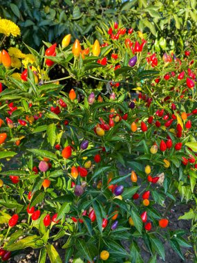 Bahçedeki ağaçta kırmızı biber