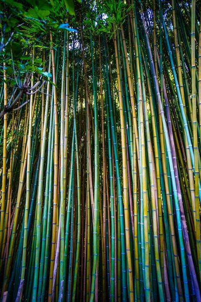Ázsiai Bambusz Erdő Természetes Háttér — Stock Fotó