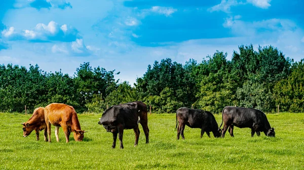 Mucche Terreni Agricoli Mandria Vacche Nel Campo Verde Estivo — Foto Stock