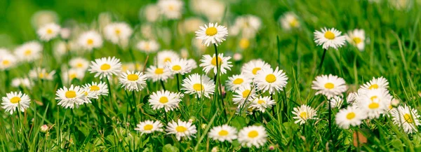 Hermosa Marguerita Floreciente Prado Verde Amanecer Margaritas Hierba Verde — Foto de Stock