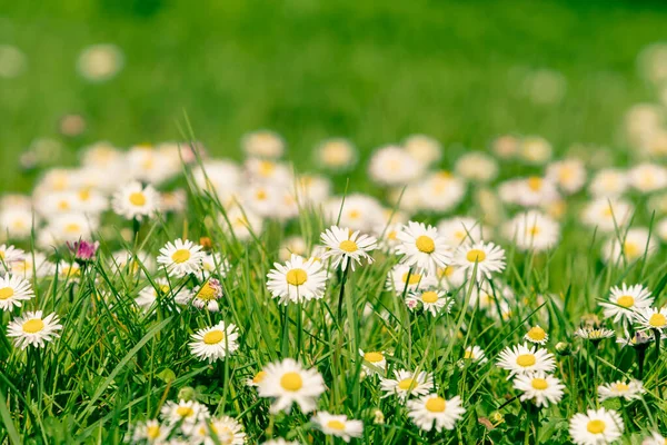 Beautiful Blooming Marguerite Green Meadow Sunrise Daisies Green Grass — Stock Photo, Image