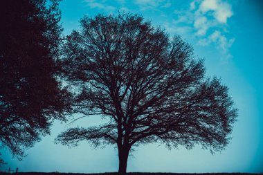 Yeşil ağaç ve yeşil çimen yamaçta beyaz bulutlar ve mavi gökyüzü.