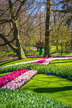 Keukenhof, Hollanda - 13 Nisan 2015: Hollanda 'daki Tulip Keukenhof Parkı