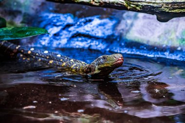  Güzel doğa ortamında Komodo ejderhası. Kertenkeleyi izle 
