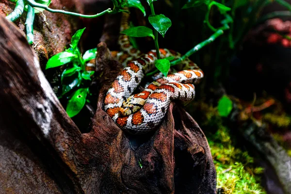 Orm Gren Exotisk Reptil — Stockfoto
