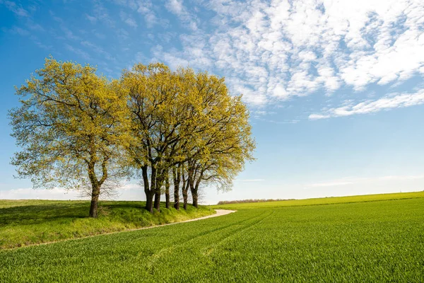 Zielone Drzewo Zielona Trawa Zboczu Białymi Chmurami Błękitnym Niebem — Zdjęcie stockowe