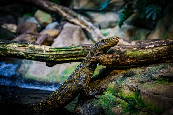 科摩多龙在美丽的自然栖息地 监测蜥蜴 — 图库照片
