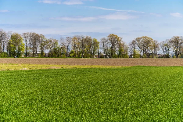 Coltivatori Verdi Paesaggio Rurale — Foto Stock