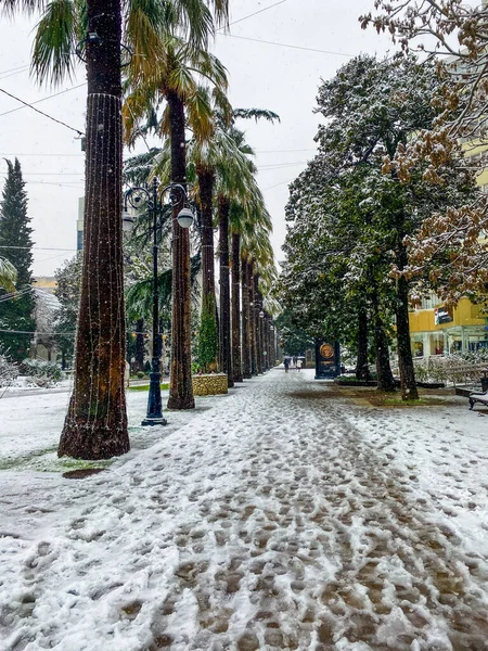 City Streets Winter Palm Trees Snow Russia Sochi — Stock Photo, Image