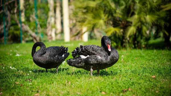 Két Fekete Hattyú Cygnus Atratus — Stock Fotó