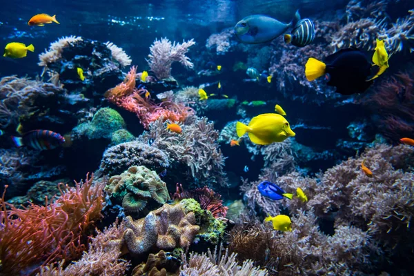 Coral Colony Coral Fish Underwater View — Stock Photo, Image