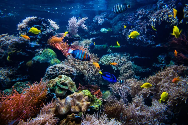 Víz Alatti Kilátás Korallzátonyra — Stock Fotó