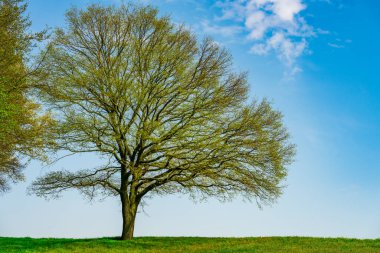 Yeşil ağaç ve yeşil çimen yamaçta beyaz bulutlar ve mavi gökyüzü.